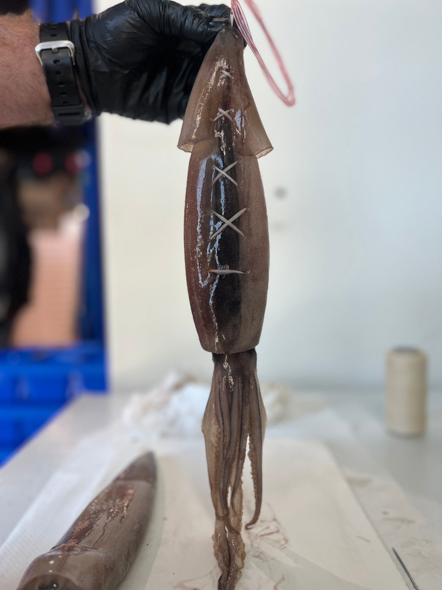 Ultra loud bang circle